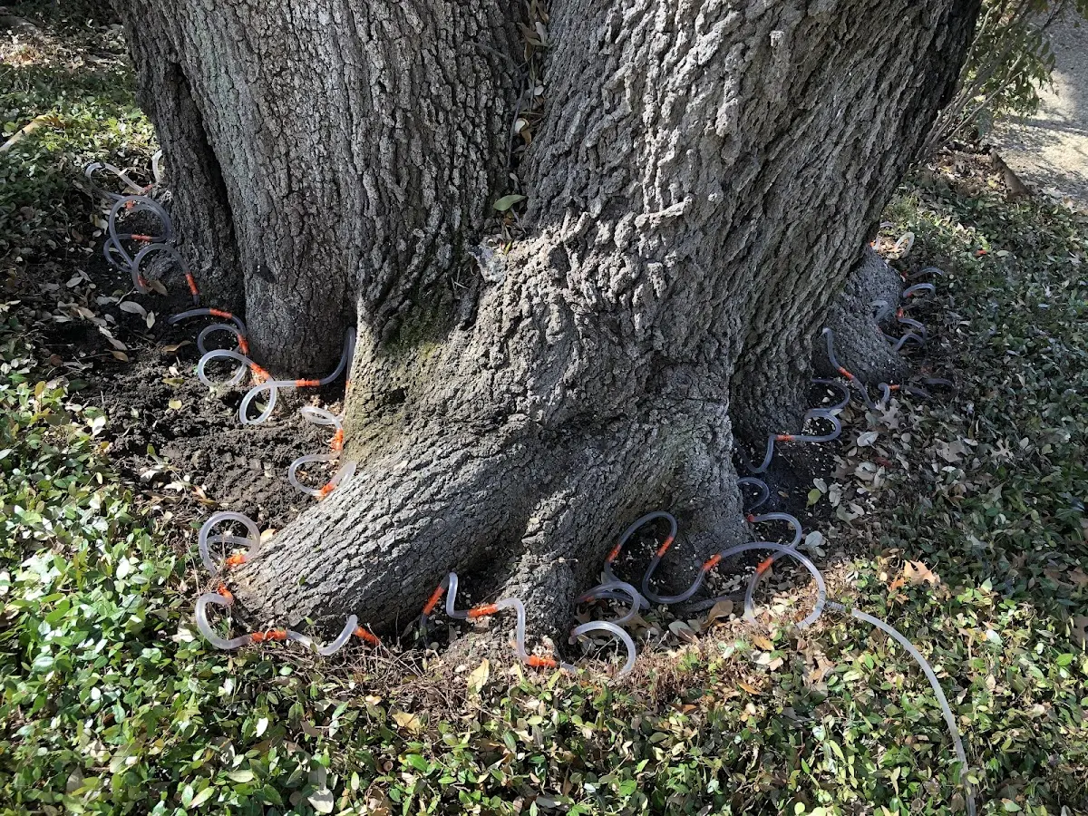 Detailed Tree Cabling and Bracing job site in Denali National Park