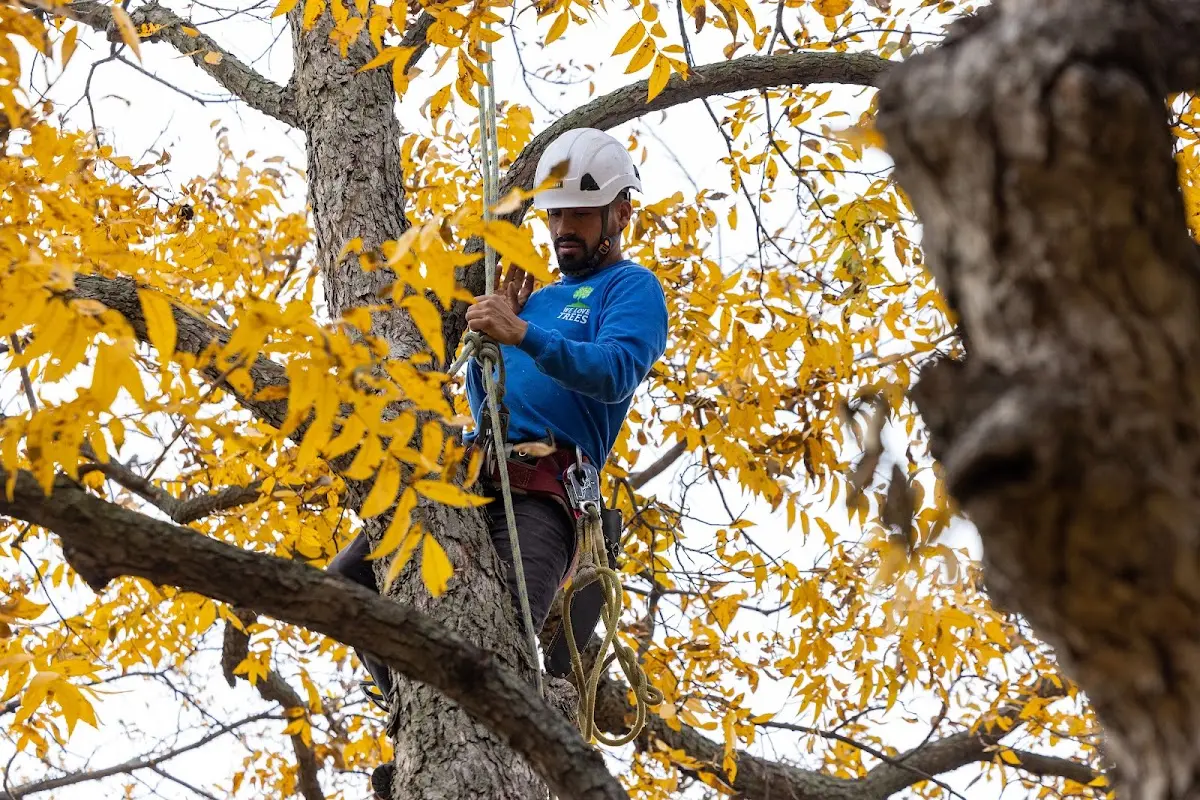 Skilled Tree Pruning crew working in Denali National Park