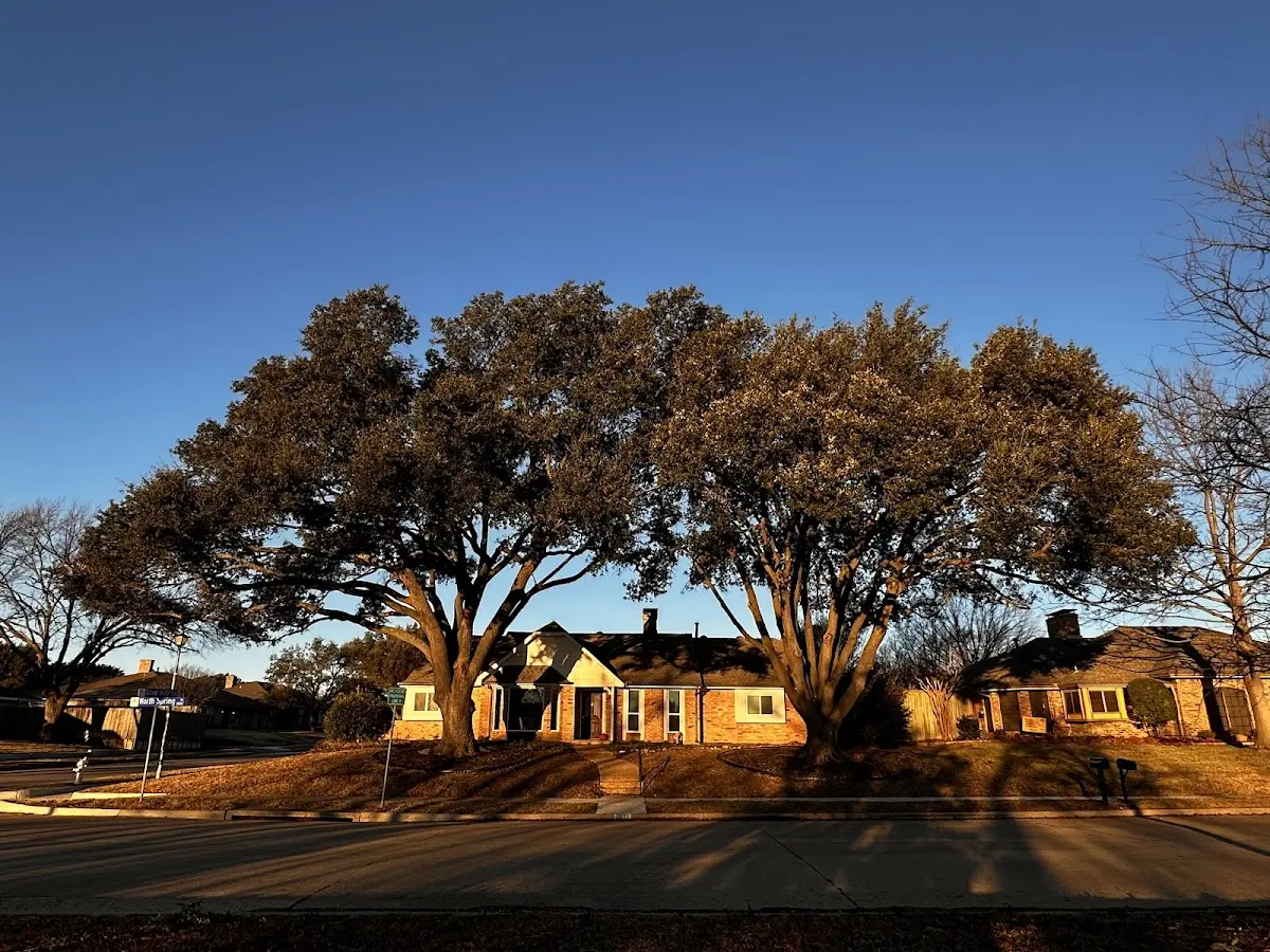 Established residential canopy tree shading a home in Denali National Park